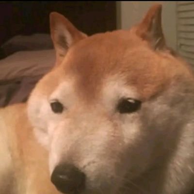 Nagy1Blint's profile picture. 