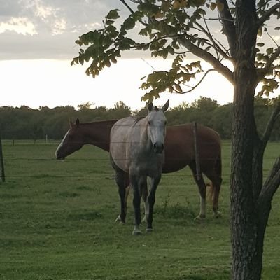 Medico Veterinario especialista en equino