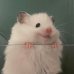 RongdengL's profile picture. student in Ms Precision Medicine