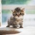 ã²ãã@ããã¡ããªåç«äžå®®åº (@neko3_himeka) Twitter profile photo ã²ãã@ããã¡ããªåç«äžå®®åº (@neko3_himeka) Twitter profile photo