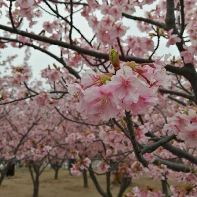 桜が大好きです🌸いろんな記事を読むのが趣味なのでリツイート頑張ります！みなさんのツイートを拡散や相互フォローしますよ〜！マイペースにやっていくのでお願いします！