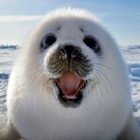 WILLIAM NICHOL (@whnichol) 's Twitter Profile