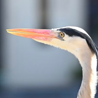 het enige wat ik zeker weet is dat ik het niet zeker weet - soms voor, soms tegen - eigen mening - vraag geregeld - best wel eens grappig - block niet