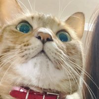 EXぴょこちゃん⋆。˚✩ (@pyoko_sp) 's Twitter Profile