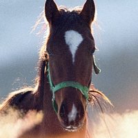 Yoshhimitsu win (@y_fujisap) 's Twitter Profile
