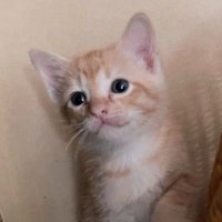 tt ミ 🔔 (@tthsf_o) 's Twitter Profile Photo tt ミ 🔔 (@tthsf_o) 's Twitter Profile Photo