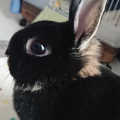 ネザーランドドワーフブラックオターうちゃぴ(2019/1/4)とその推しのりちゃぴ♪ 多言語コピーライティングなどしているかなりな大人です(- -;) Aぇ! group (リチャ末)、スノあべさく、ストはほっくん、IMP.あらみな、NEWS箱、なにわ丈みち、MGA♪うさぎ・動物多め、アニメ好き!