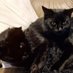 Bluebell and Bella (@bluebell_bella1) Twitter profile photo Bluebell and Bella (@bluebell_bella1) Twitter profile photo