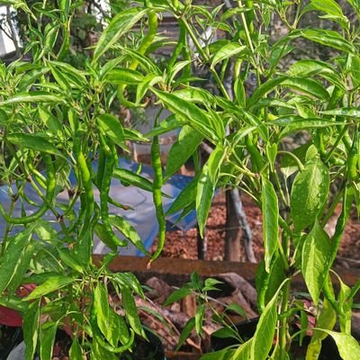 Pan53071's profile picture. 