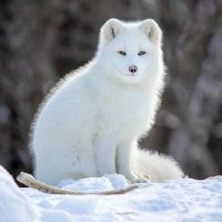 Vaito (@_vaito_) 's Twitter Profile