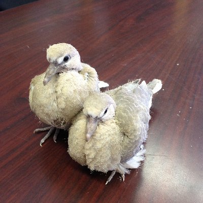 Capen_Hill's profile picture. Capen Hill Nature Sanctuary is an 86 acre wildlife preserve. Trails open from dawn until dusk. Free! Barb Frederick (Director)