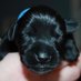 Schnauzer Angus (@schnauzerangus) Twitter profile photo Schnauzer Angus (@schnauzerangus) Twitter profile photo
