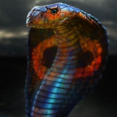 Shivas Snake, CFA 🔱🐍 🇬🇧 ↗️