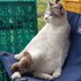 ねこねこ農園 (@nekonekonouen) Twitter profile photo ねこねこ農園 (@nekonekonouen) Twitter profile photo