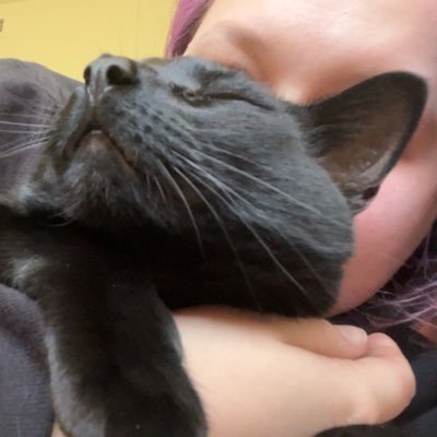 single cat mom living the dream