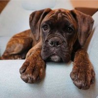 boxer_dog_owners_clup(@boxer_owners_01) 's Twitter Profile Photo