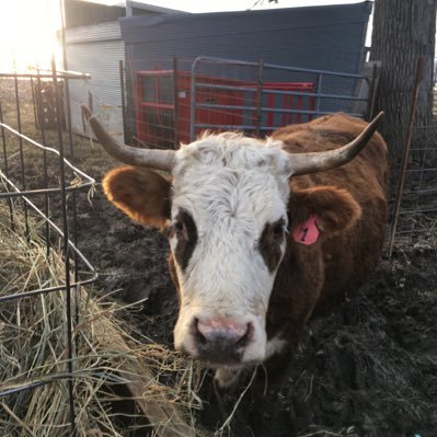 Husband. Overly-dedicated Illinois basketball and football fan. St. Louis Cardinals. PBR. Patriots. Spurs. Oh, and I have cattle.