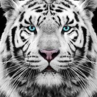Terry Savage (@terrysa93824775) 's Twitter Profile