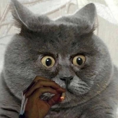 MrSnowman69's profile picture. Based

The world should belong to the Netherlands.