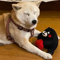 miha (@mihrunrun1423) 's Twitter Profile