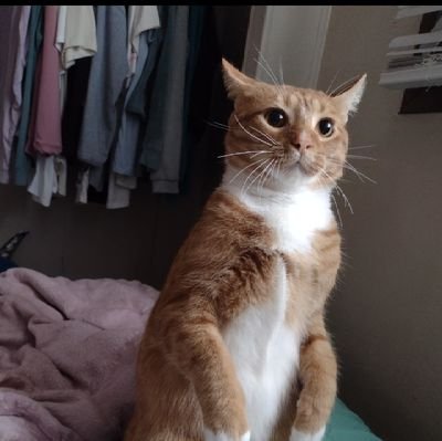 Enjoy these pictures of my orange cat Ozwaldo!