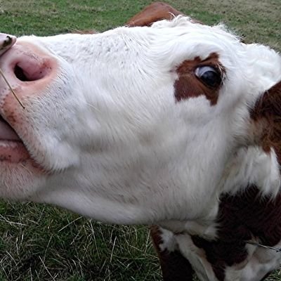 dedeyebrow's profile picture. 