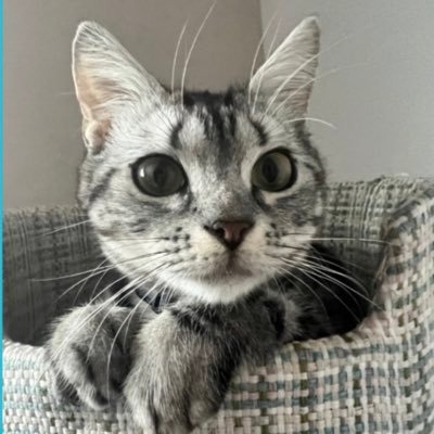 2022/05/15生まれ✨マンチカン男の子😸(足長)耳に円形脱毛があり保護猫でした🐈1/14にFIP診断(混合タイプ中後期)病院は東京1/15〜投薬治瘵開始!応援、拡散励みになります!!#人助け#支援活動#保護猫#難病#FIP#拡散希望#支援金#猫伝染性腹膜炎