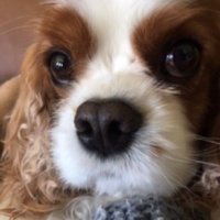King Charles Cavaliers MOM(@stas_anne) 's Twitter Profile Photo