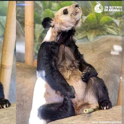 savethepan90346's profile picture. 