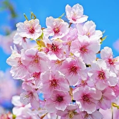 明菜 桜【💫☄️あきな さくら🔮🌸】さんのプロフィール画像