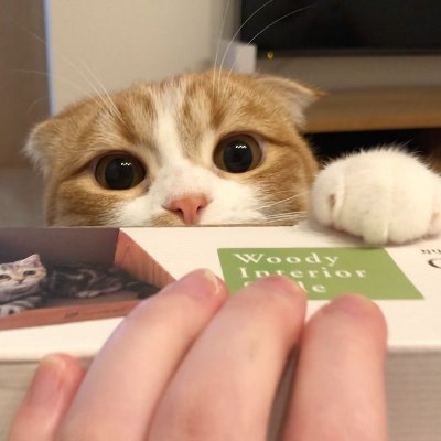 きなこのおうち へようこそ♡ きなこ と おもちの成長日記 🐈💓 スコ♀2020.3.30 / スコ♂2021.6.6 一緒に成長を見守って頂けると嬉しいです*YouTubeにも投稿してます♡