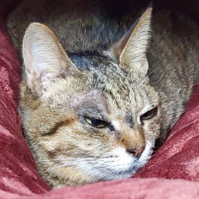 neko3_x's profile picture. 二郎食べたい 福岡県民 KSU 27卒 M1 音ゲーやってる 好きなBPMは175。