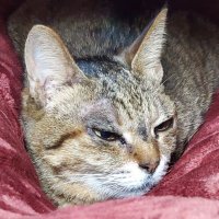 猫山さん。 (@neko3_tw) 's Twitter Profile