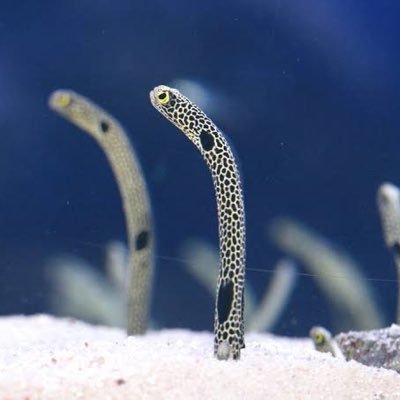 _riyori_'s profile picture. 20↑成人済| 🟦⛓️ isg右固定 seis rnis kiisなど| 字書き|本誌派|無言フォロー失礼します🙇‍♂️ | 🌊📦 https://t.co/BbaiRwSlTa | 🗝️→ @ryoryoriyo