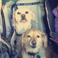Kristin B (@kboc7211) 's Twitter Profile