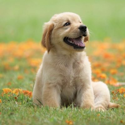 txdogwalkers's profile picture. 