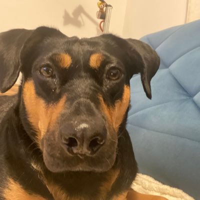 ViniguisV's profile picture. 