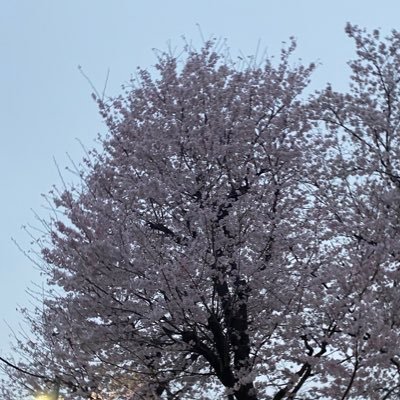 HFbpt's profile picture. こんにちーは