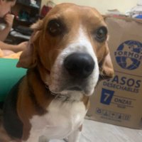 Sebastián Calderón (@jscalderon01) 's Twitter Profile