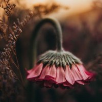 أم ديم 🌟 (@h_5l) 's Twitter Profile