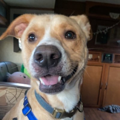 jaceasaurous's profile picture. unhinged taylor stan