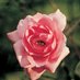 Dantyko Rose (@dantykorose) Twitter profile photo Dantyko Rose (@dantykorose) Twitter profile photo