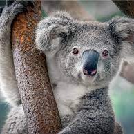 lindasyukriyah's profile picture. https://t.co/7kTjlqGZp8