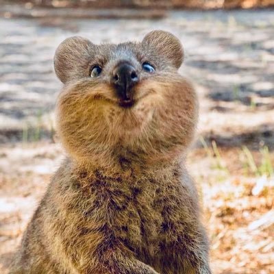 NichtEgalist's profile picture. liberal-konservativ; verachte jede Form von Extremismus und Antisemitismus; Motto: Leben und leben lassen, solange die Rechte anderer nicht verletzt werden.💛🖤