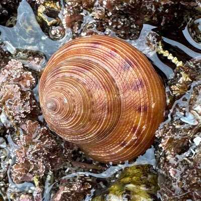 dCb6IWQKhNIPGM7's profile picture. 素潜りで採集するの大好きです。一緒に潜ってくれる人声かけてください。