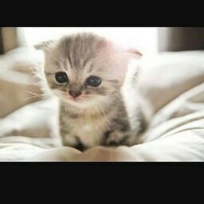 Darkcookie1721's profile picture. 