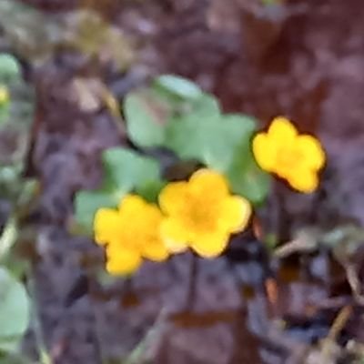 Ecoloog Staatsbosbeheer Noord-Holland Top- Natuur, N2000, Adam, planten, vogels, vlinders, stadsnatuur, zwetende boomlijken, fijn getrouwd 3 leuke dochters