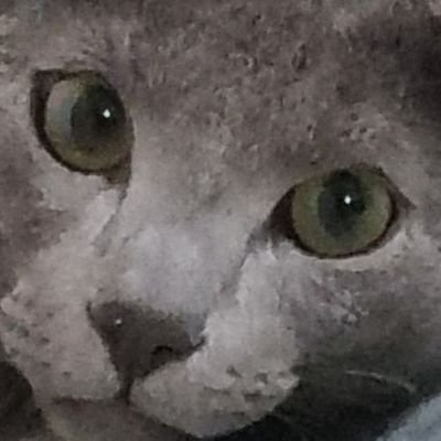 catmintme's profile picture. 🩵새미래 🩵냥이집사
 🩵극우 및 극좌의 극단정치를 지양하며 김대중,노무현 대통령 존경.
개딸 접근금지.