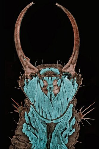 LilTmvp's profile picture. 