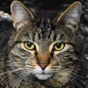 Catherine Larson - @CatherineL55539 - Twitter